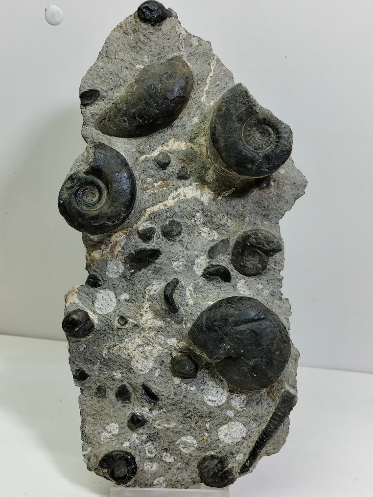 Grande piatto di Ammoniti e Orthoceras - Lastra con inclusione di resti fossili - 280 mm - 140 mm #1.1