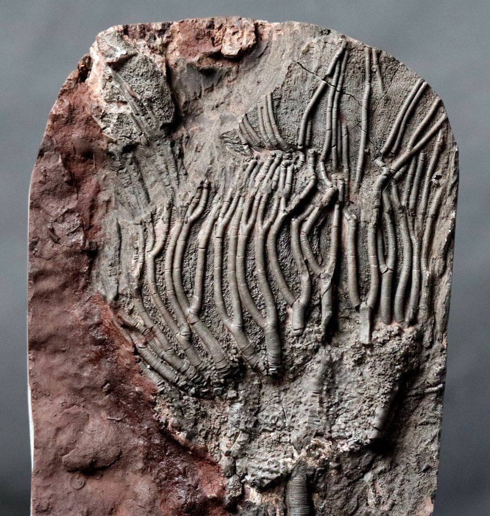 Fijne fossiele Crinoid met steel - Gefossiliseerd dier - Scyphocrinites elegans - 23 cm - 13.3 cm #2.2