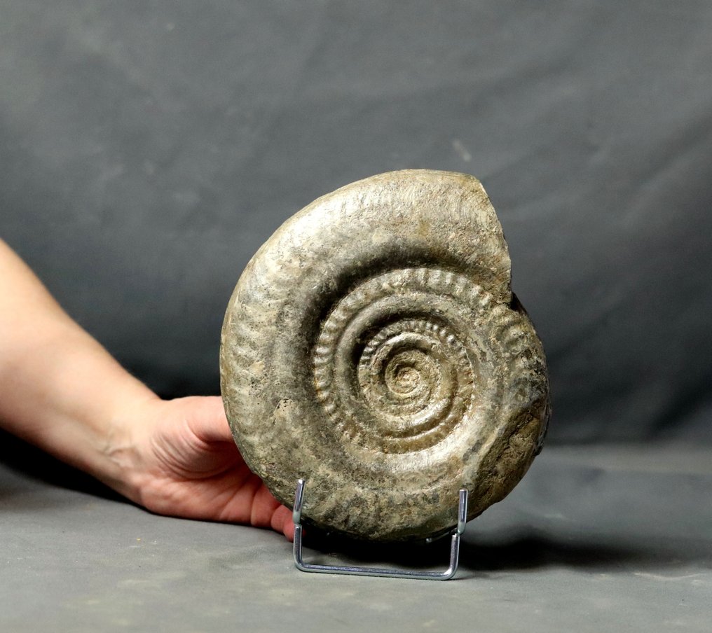 Fin Ammonit med fin konservering På elegant stålstativ - Fossiliserat djur - Hildoceras bifrons - 18 cm #2.2