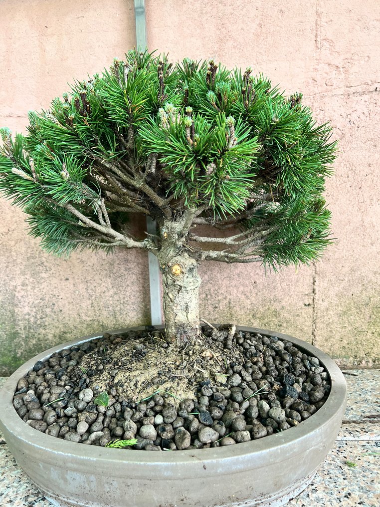 Tall-bonsai (Pinus) - Höjd (träd): 46 cm - Djup (träd): 45 cm - Japan #2.1
