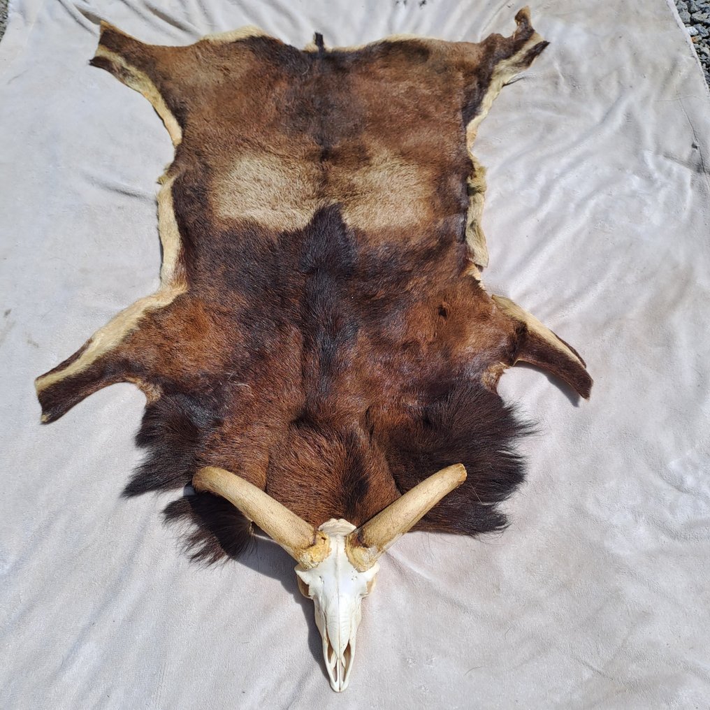Mouflon Support de corps entier pour taxidermie - Ovis aries musimon - nice skin with real skull - - 116 cm - 64 cm - 20 cm #1.1