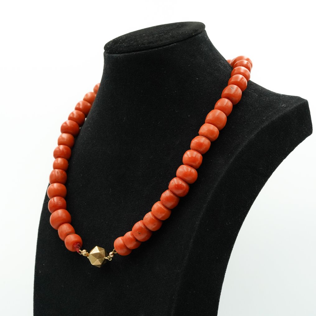 Chain - 14 kt. Yellow gold Blood Coral #2.1