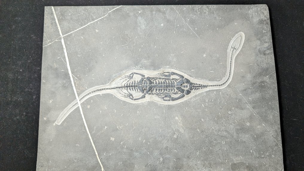 Gad morski - Skamieniały szkielet - Keichousaurus - 39.5 cm - 28.7 cm #2.1