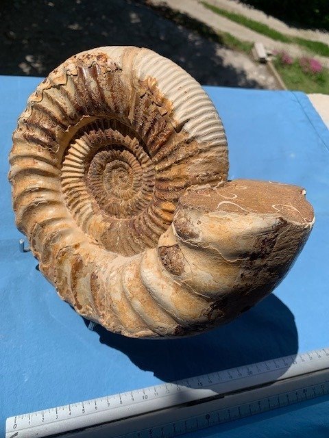 Ammoniitti - Kivettynyt eläin - Kranaosphinctes roedereri (Collignon) - 24 cm - 21 cm #2.1