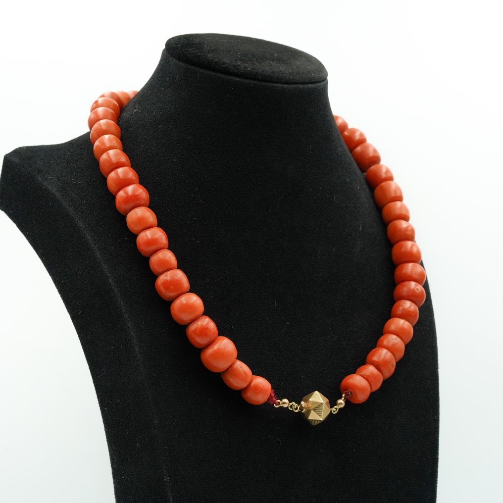 Chain - 14 kt. Yellow gold Blood Coral #1.1
