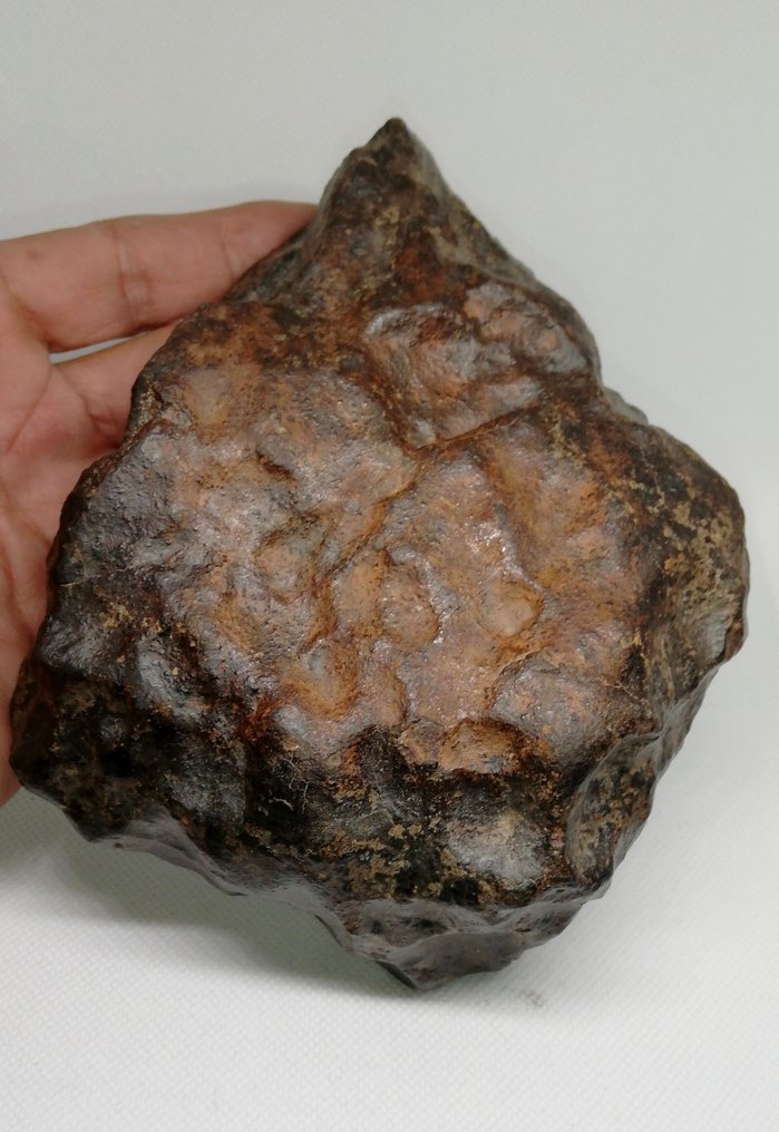 宏偉的 NWA 球粒隕石 100% 完整，未分級。 球粒隕石 - 1.79 kg - (1) #1.2
