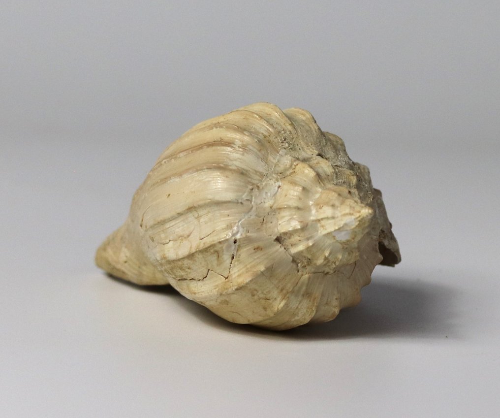 Eine seltene fossile Muschel - Aus der Matrix - Tierfossil - Athleta cythara - 10.5 cm #3.2