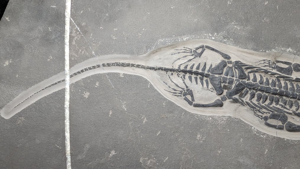 Merellinen matelija - Fossiilinen luuranko - Keichousaurus - 39.5 cm - 28.7 cm #3.2