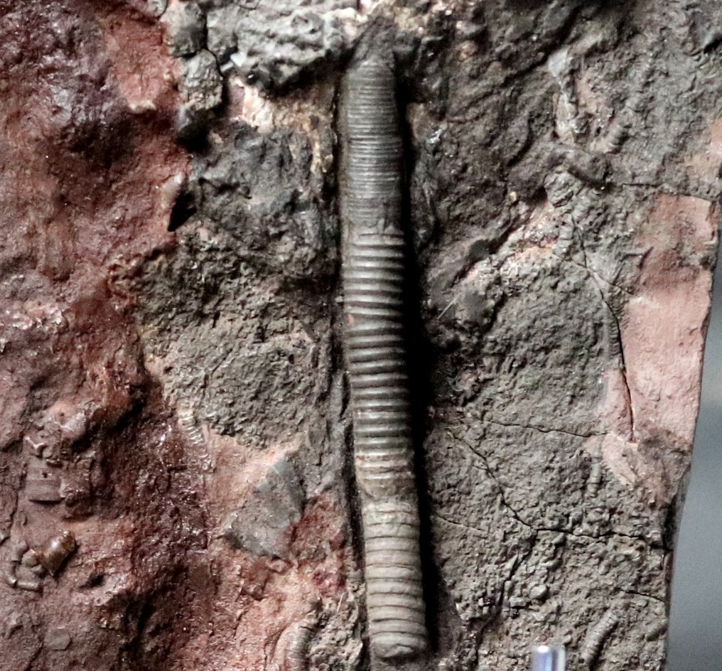 Fijne fossiele Crinoid met steel - Gefossiliseerd dier - Scyphocrinites elegans - 23 cm - 13.3 cm #2.3