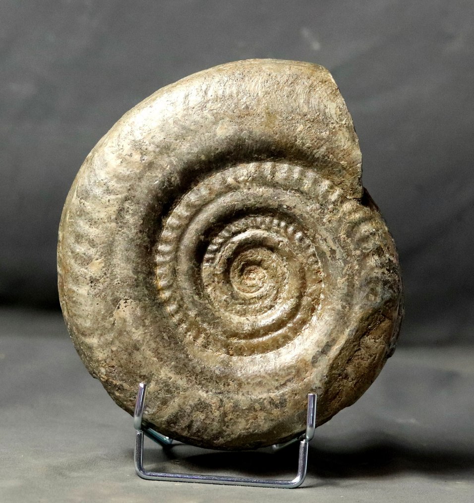 Fin Ammonit med fin konservering På elegant stålstativ - Fossiliserat djur - Hildoceras bifrons - 18 cm #2.1