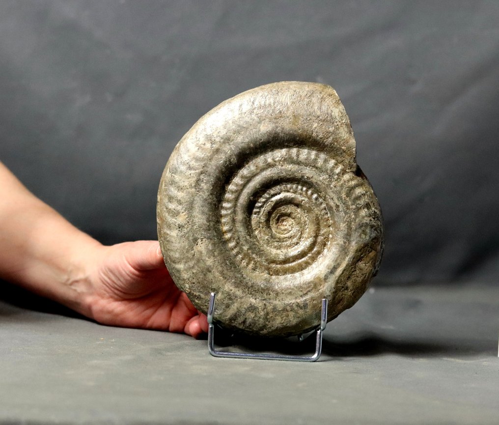 Ammonite pregiata con buona conservazione Su elegante supporto in acciaio - Animale fossilizzato - Hildoceras bifrons - 18 cm #1.1