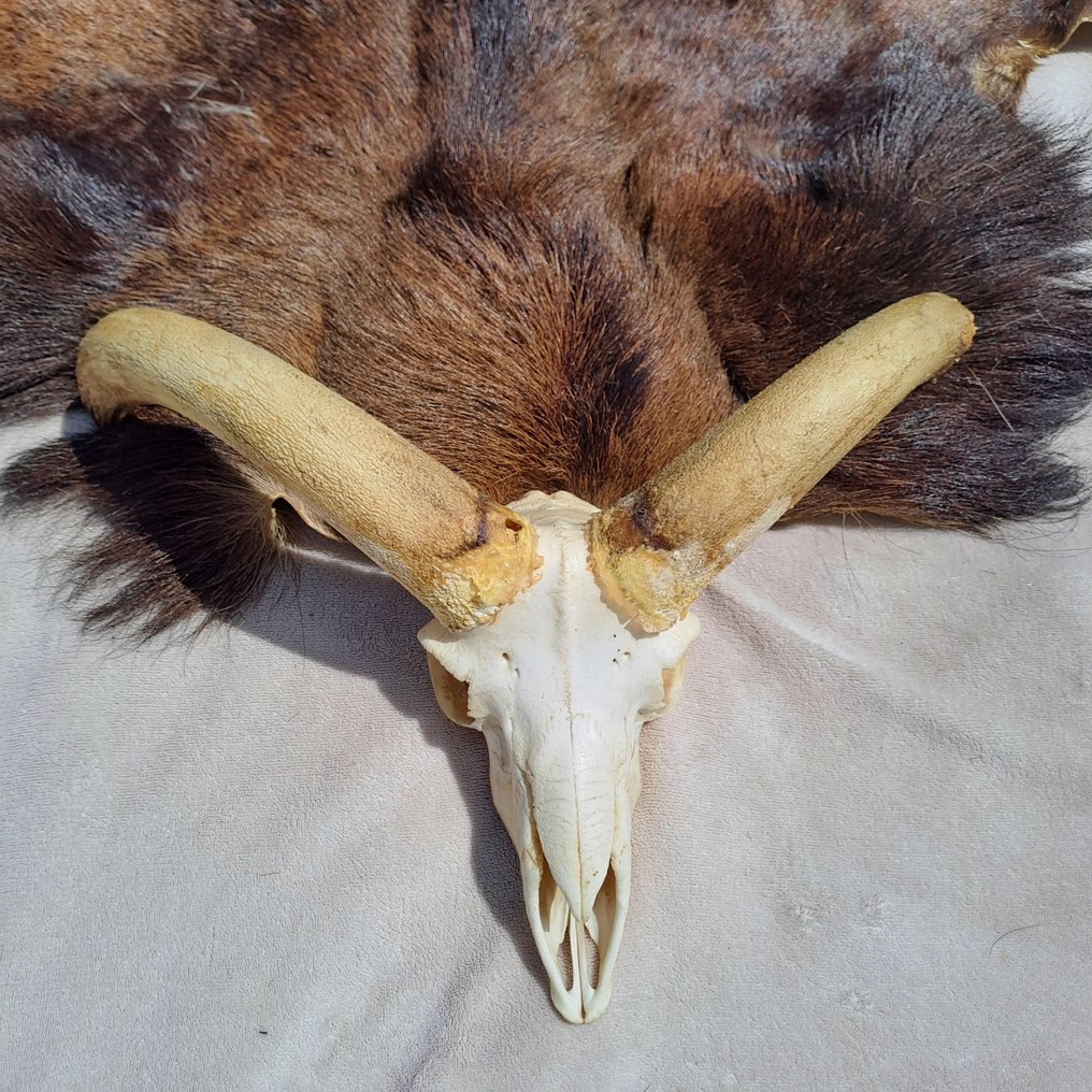 Mouflon Taxidermie montură corp întreg - Ovis aries musimon - nice skin with real skull - - 116 cm - 64 cm - 20 cm #1.2