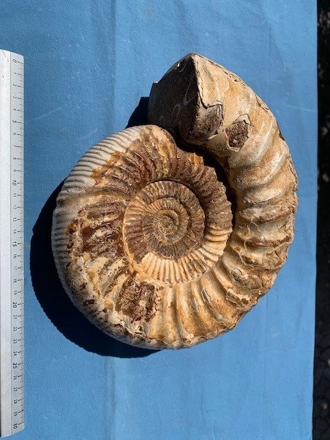 Ammonit - Forstenet dyr - Perisphinctes - 24 cm - 21 cm  (Ingen mindstepris) #1.1