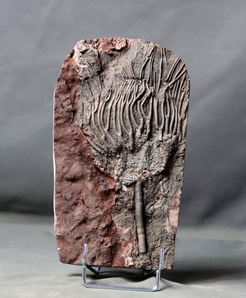 Fin fossil Crinoid med stam - Fossiliserat djur - Scyphocrinites elegans - 23 cm - 13.3 cm #2.1