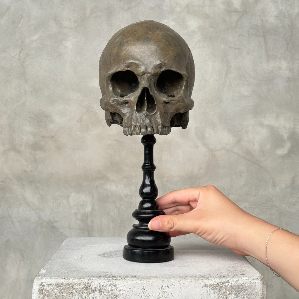 雕像, NO RESERVE PRICE - Stunning human skull no jaw on a custom stand - Brown Colour - Museum quality - 30 cm - 樹脂 - 2024 #2.1