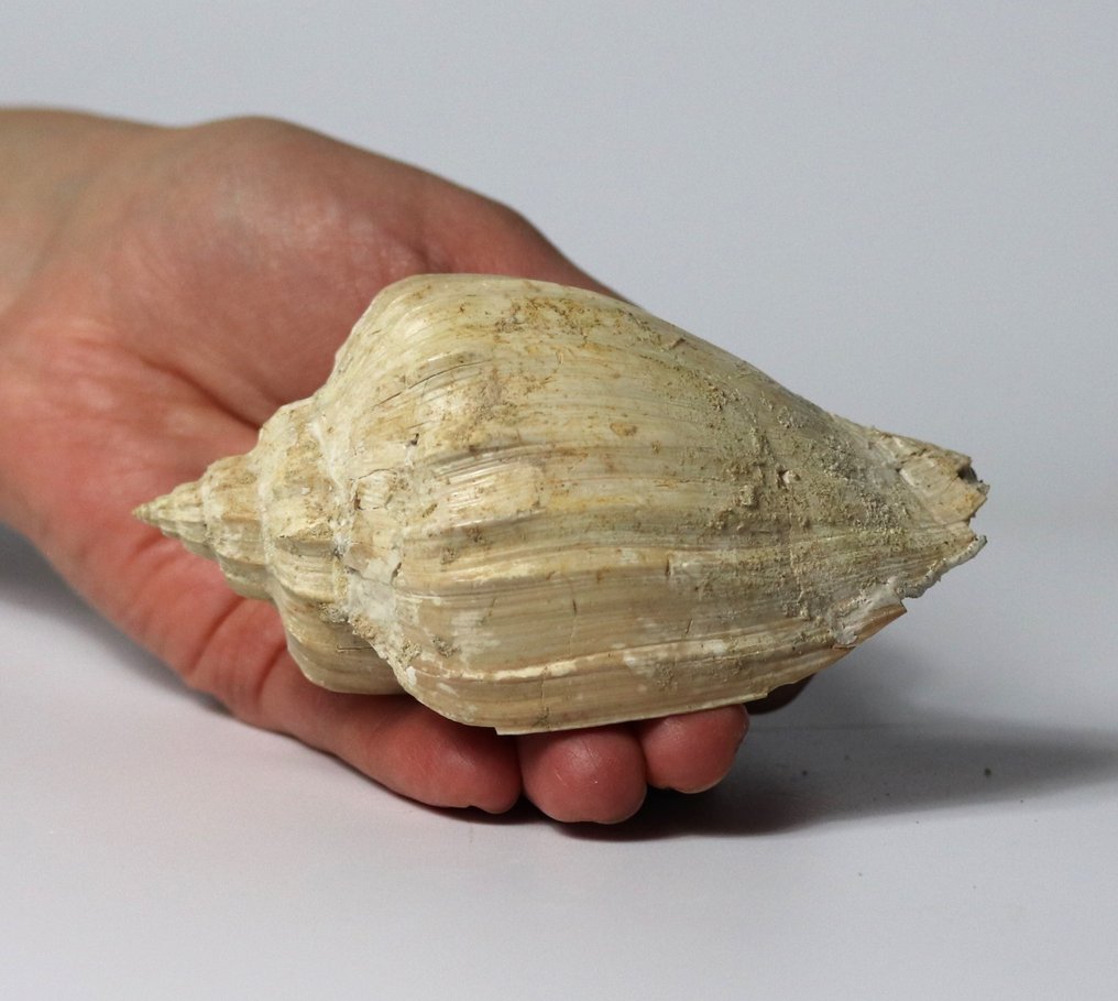 Eine seltene fossile Muschel - Aus der Matrix - Tierfossil - Athleta cythara - 10.5 cm #1.2