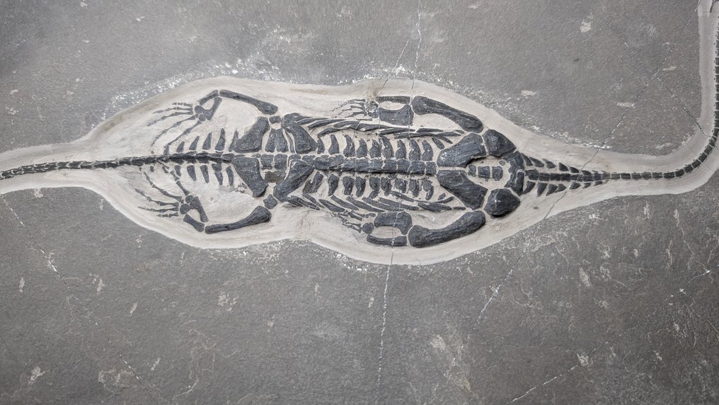 Gad morski - Skamieniały szkielet - Keichousaurus - 39.5 cm - 28.7 cm #3.1