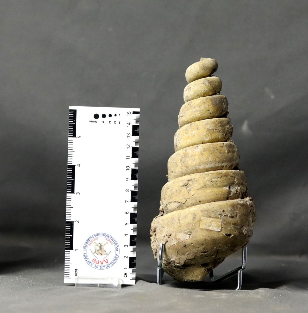 Jätte fossil skal - Ut ur matris - Fossiliserat djur - Campanile giganteum - 20.5 cm #1.1