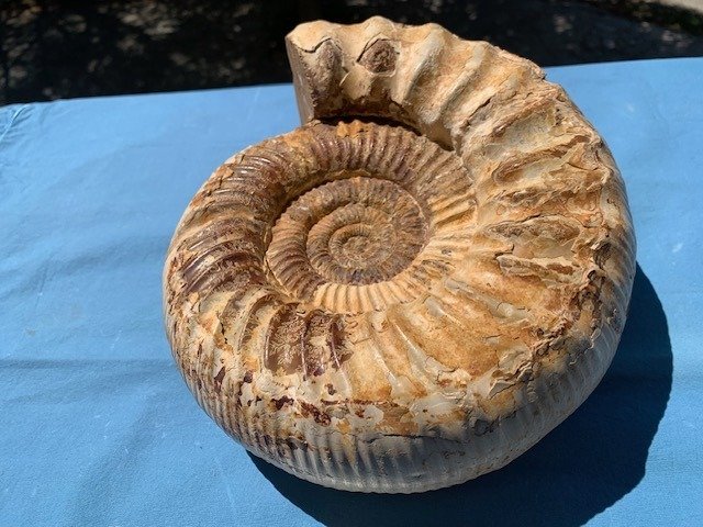 Ammonit - Forstenet dyr - Perisphinctes - 24 cm - 21 cm  (Ingen mindstepris) #1.2