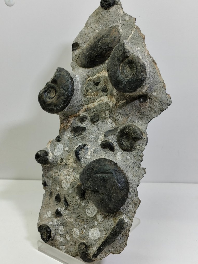 Grande piatto di Ammoniti e Orthoceras - Lastra con inclusione di resti fossili - 280 mm - 140 mm #2.1