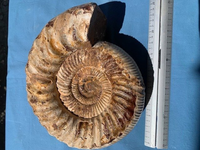 Ammonit - Forstenet dyr - Perisphinctes - 24 cm - 21 cm  (Ingen mindstepris) #1.3