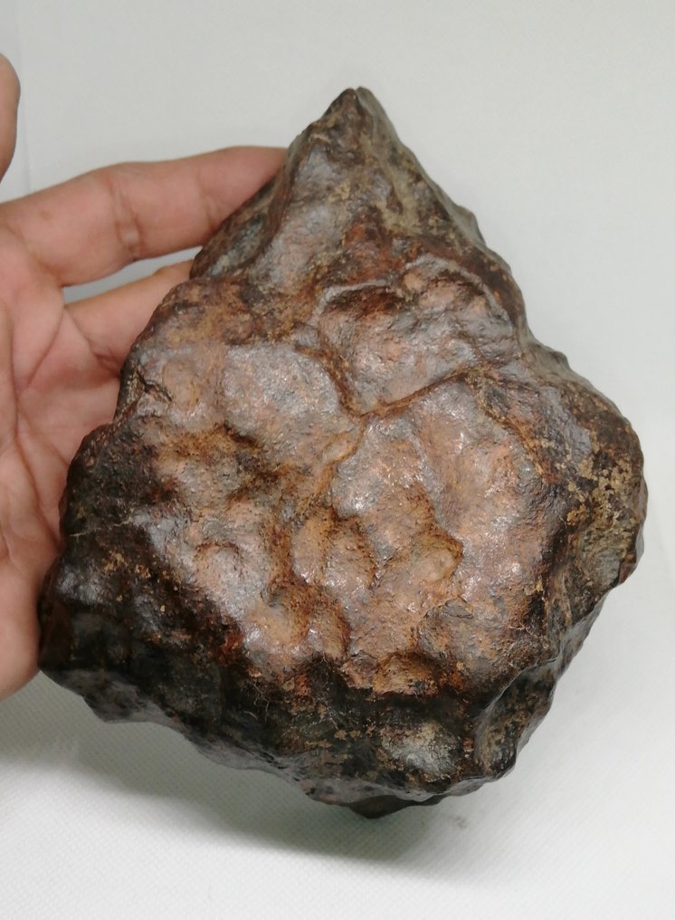 宏偉的 NWA 球粒隕石 100% 完整，未分級。 球粒隕石 - 1.79 kg - (1) #1.1