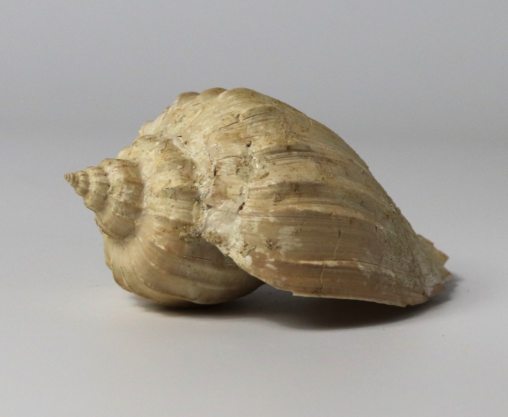 Ett sällsynt fossilt skal - Out of matrix - Fossiliserat djur - Athleta cythara - 10.5 cm #2.1