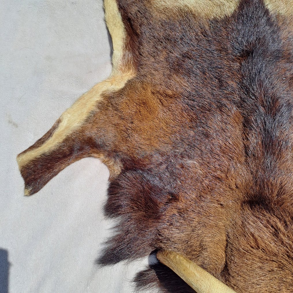 Mouflon Support de corps entier pour taxidermie - Ovis aries musimon - nice skin with real skull - - 116 cm - 64 cm - 20 cm #2.1