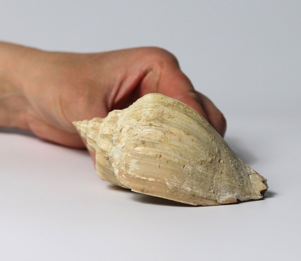 Eine seltene fossile Muschel - Aus der Matrix - Tierfossil - Athleta cythara - 10.5 cm #1.1