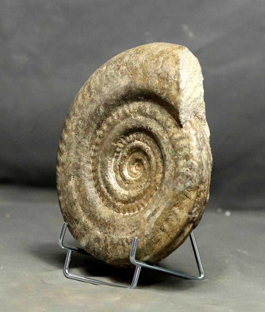 Ammonite pregiata con buona conservazione Su elegante supporto in acciaio - Animale fossilizzato - Hildoceras bifrons - 18 cm #3.1