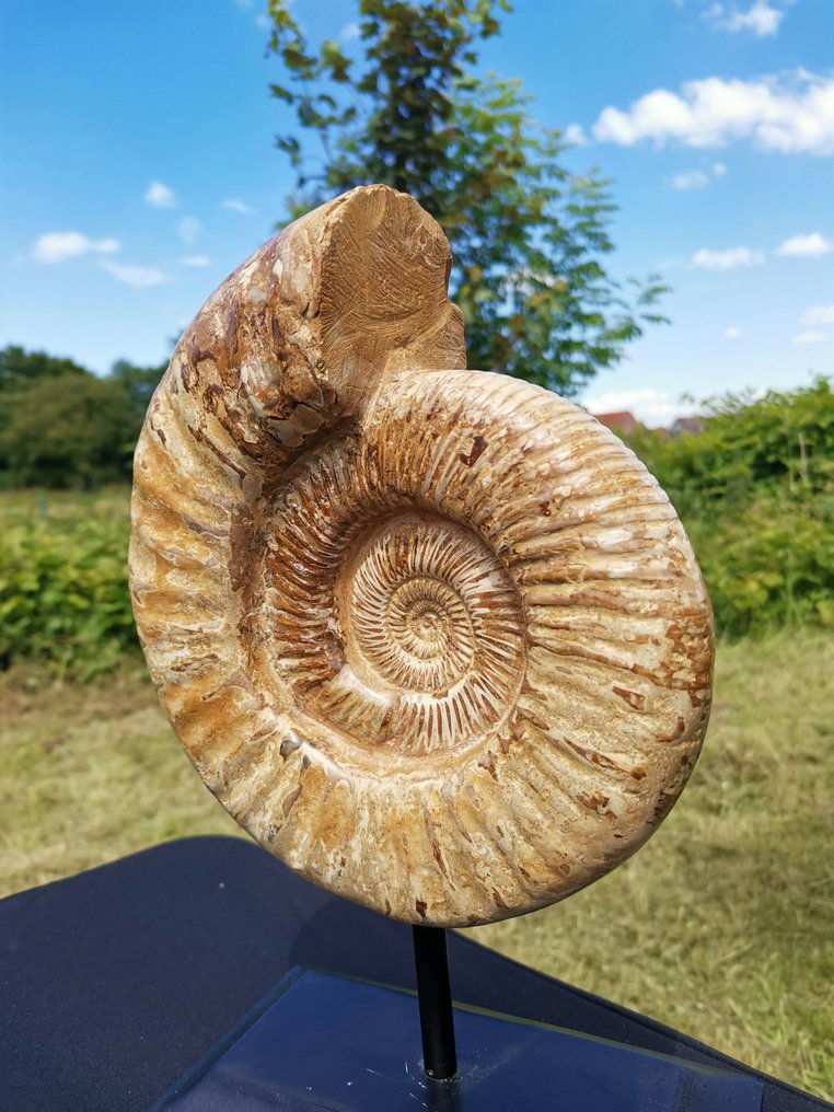 Ammonite - Carapace fossile - Kranaosphinctes sp. - 20 cm - 18 cm #1.2