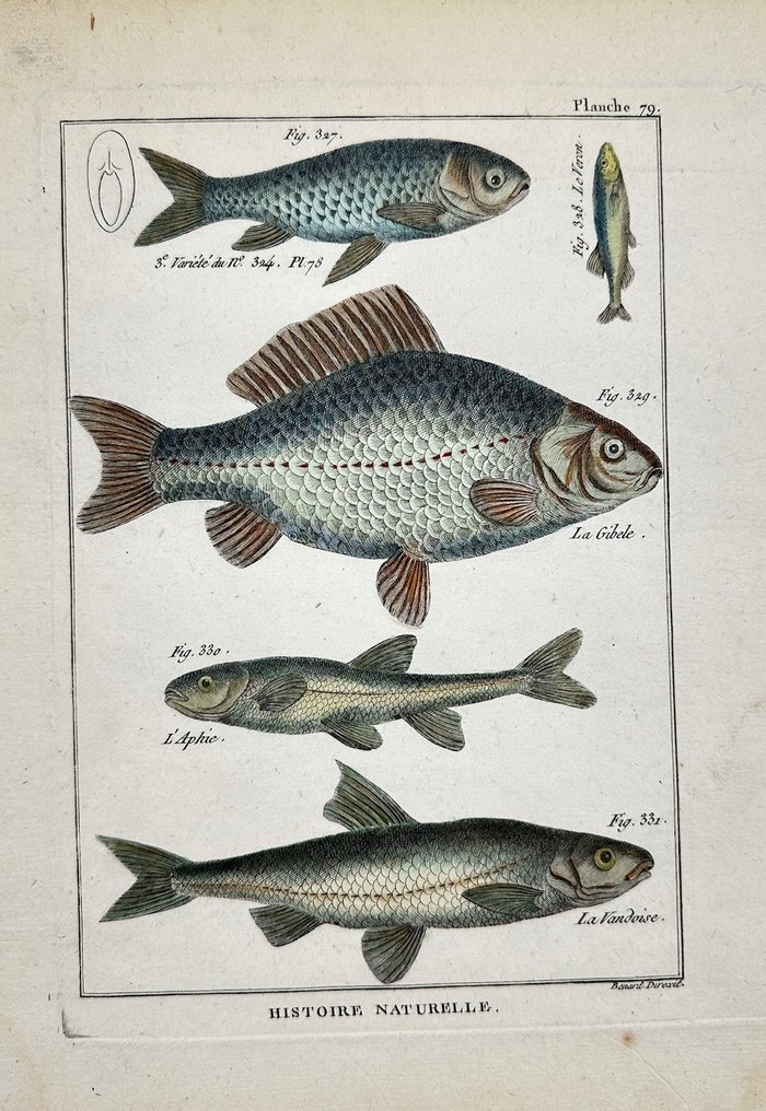 Robert Benard - Set of 2 Fish Prints - Tableau Encyclopedique er Methodique des Trois Regnes de la - 1832 #2.1
