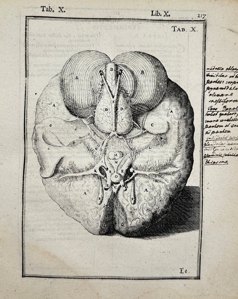Adriaan van den Spiegel & Giulio Casseri - De humani corporis fabrica libri decem - Human Brain - 1645 #1.1