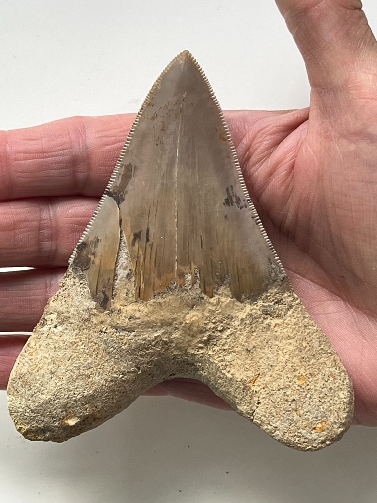Megalodon-hammas 11,1 cm - Fossiiliset hampaat - Carcharocles megalodon #1.2
