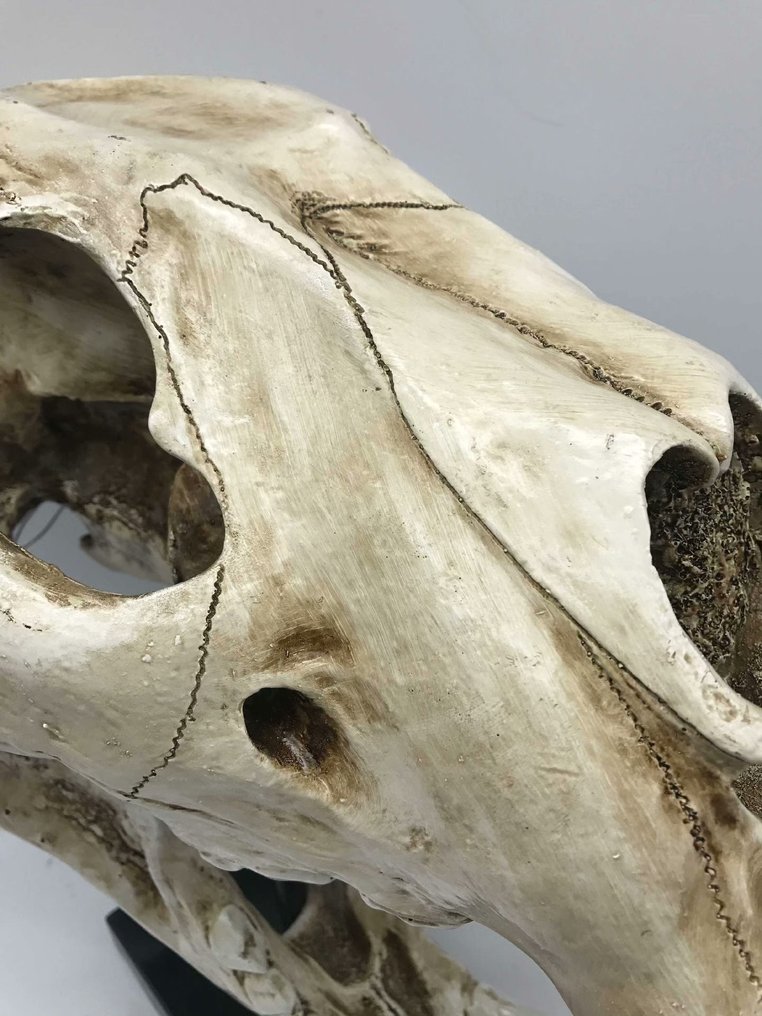 Ανταπόκριση - Απολιθωμένο κρανίο - Panthera leo - 34 cm - 20 cm  (χωρίς τιμή ασφαλείας) #4.3