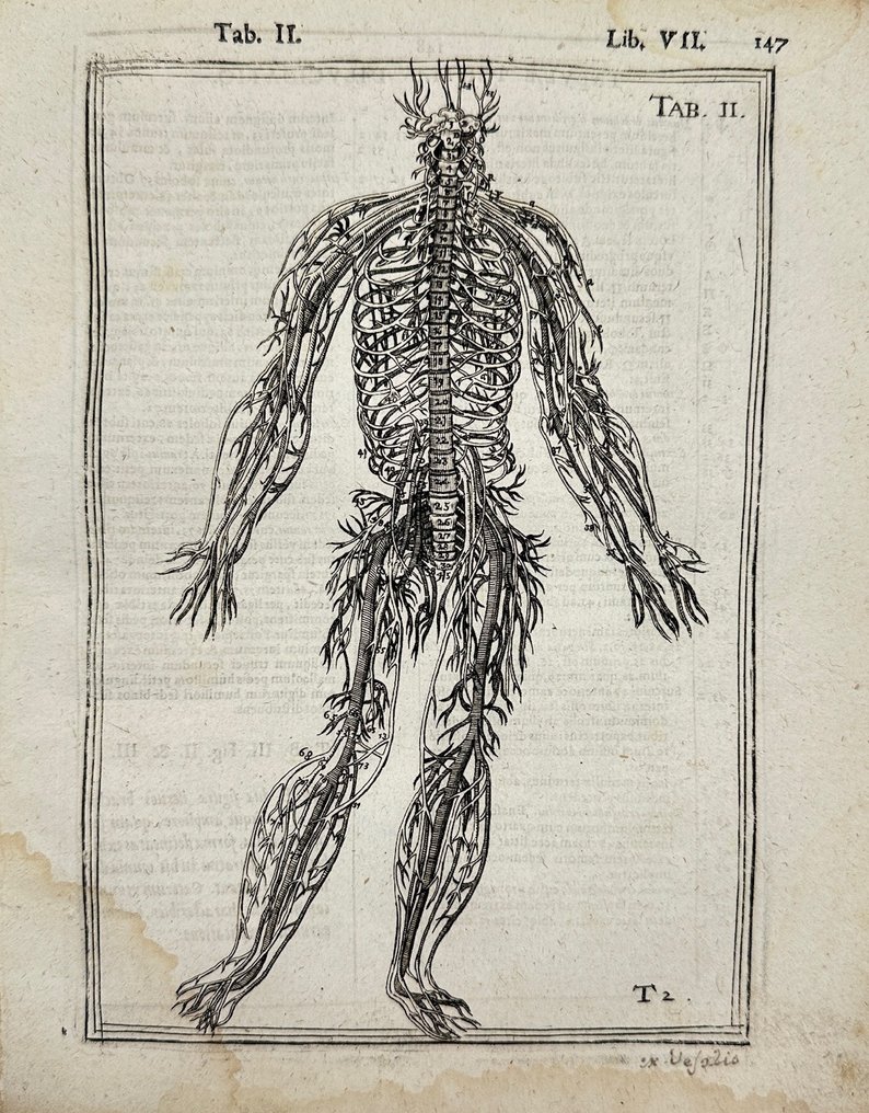 Adriaan van den Spiegel & Giulio Casseri - De humani corporis fabrica libri decem - Nervous system - 1645 #1.1