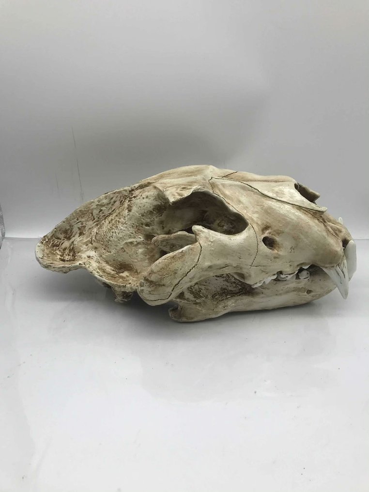Ανταπόκριση - Απολιθωμένο κρανίο - Panthera leo - 34 cm - 20 cm  (χωρίς τιμή ασφαλείας) #2.1