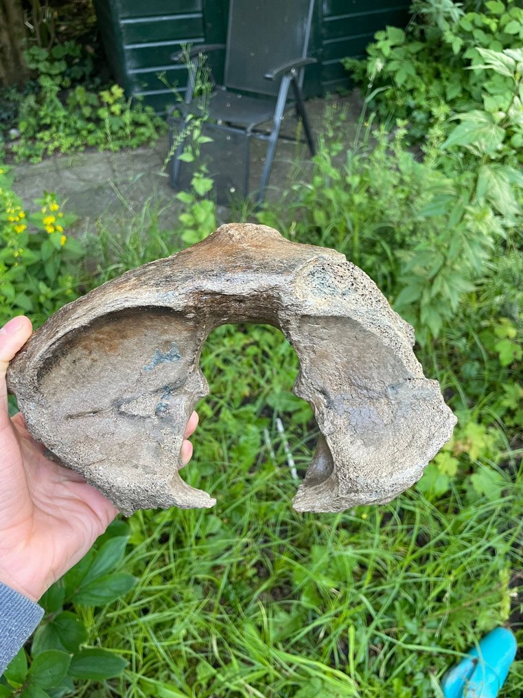 Mamute-lanoso - Osso fóssil - Huge mammuthus primengenius - 26 cm - 17 cm  (Sem preço de reserva) #1.1