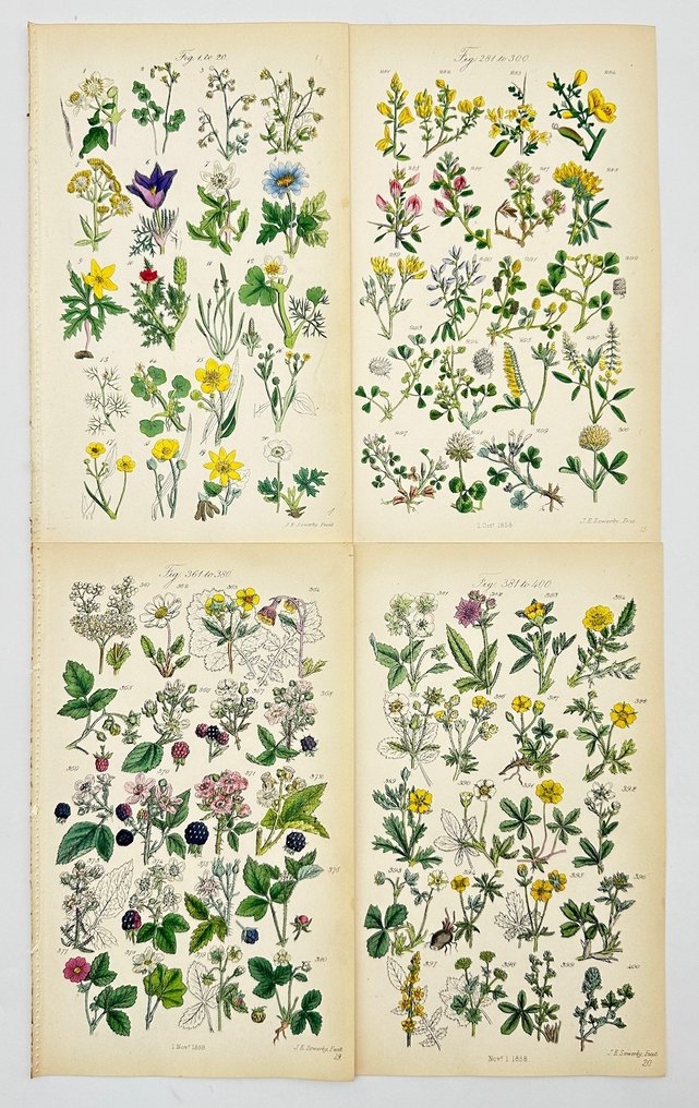John E. Sowerby - Set of 4 Botanical Prints - British wild flowers, Black Medick, Green Weed, White - 1863 #2.1