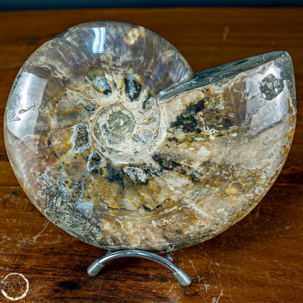 Naturlig farge ammonitt Fossil - Bredde: 20 cm- 1.59 kg #1.1