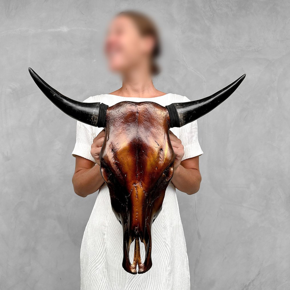 无底价 - 彩绘公牛头骨 - 金属棕色 - 颅骨 - Bos Taurus - 49 cm - 52 cm - 17 cm- 非《濒危物种公约》物种 #1.1