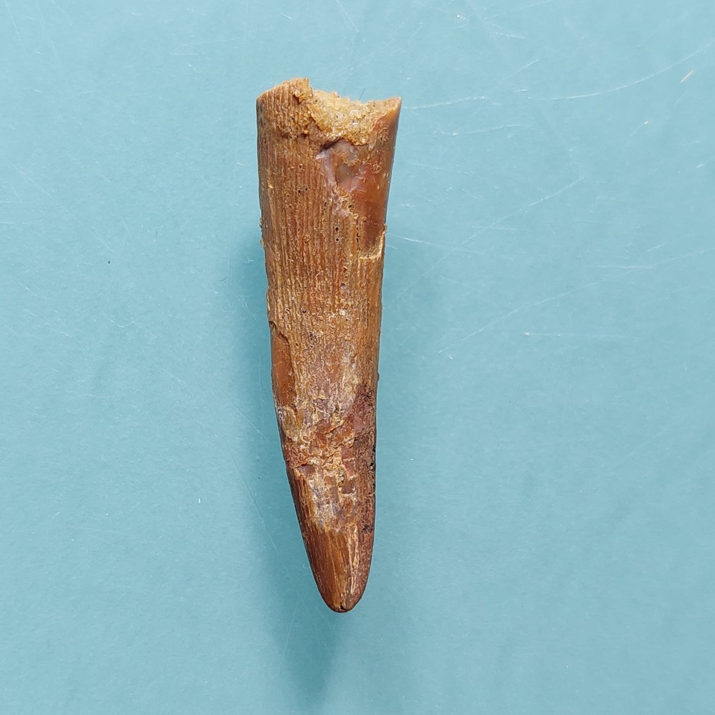 Pterosaur - Fossil tooth - Coloborhynchus araripensis - 40 mm - 10 mm  (No Reserve Price) #2.1