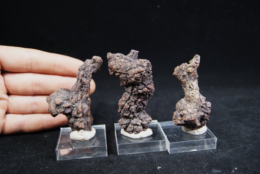 Annen Dinosaur Poop Collection - Fossile dyr - Coprolite  (Ingen reservasjonspris) #3.2