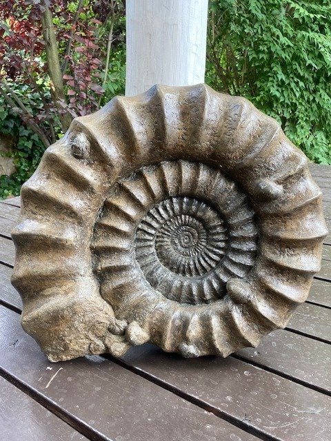 Ammonite énorme - pièce de musée - Animal fossilisé - Arietites Bucklandi - 56 cm - 53 cm #1.1