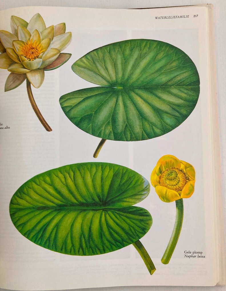 E.J. Weeda, e.a. - Nederlandse Oecologische Flora, complete 5-delige set - 1985-1994 #3.1