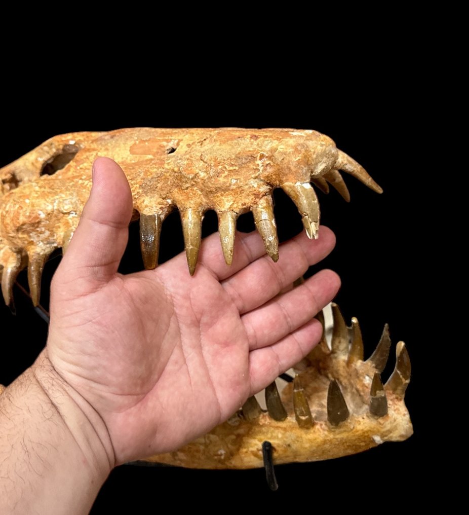 Plesiosauro - Cranio fossile - plesiosaurio - 53 cm - 43 cm #1.2