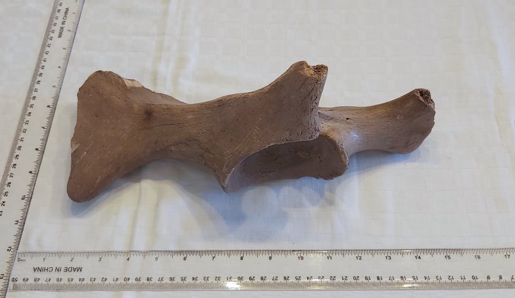 披毛犀 - 骨骼化石 - Coelodonta antiquitatis #3.1