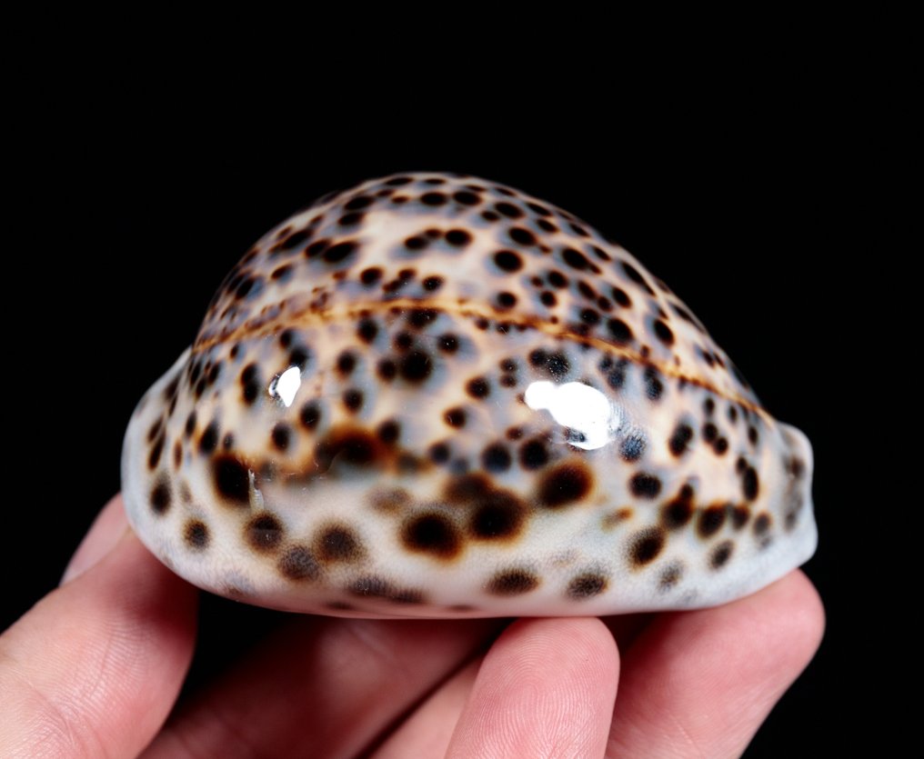 美麗的貝殼，收藏品 貝殼 - Cypraea tigris  (沒有保留價) #2.1