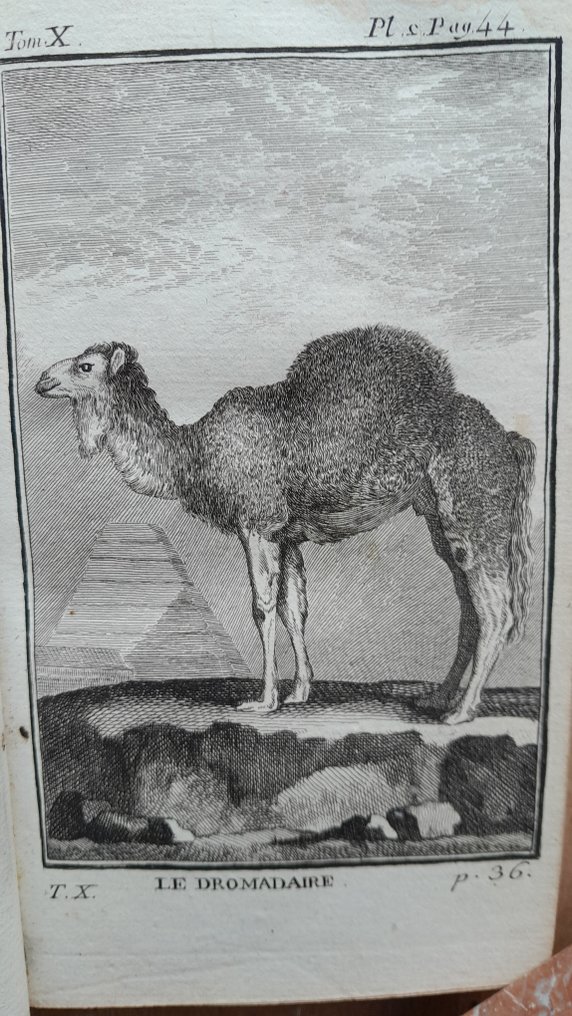 Buffon - Histoire naturelle des quadrupèdes. Volume 10 : Animaux exotiques, dromadaire, zèbre... - 1769 #1.1