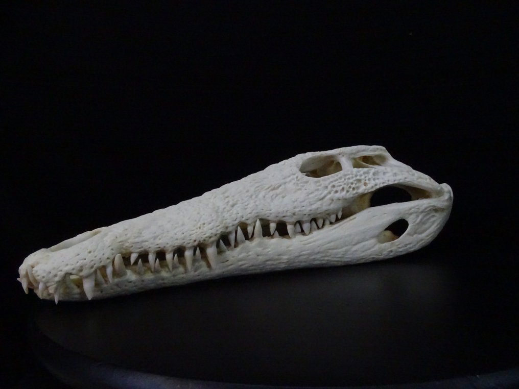 大尼羅河鱷魚 頭骨 - Crocodylus niloticus (with Import Ref.) - 0 cm - 0 cm - 37 cm- CITES 附件2 - 歐盟內附件B #2.1